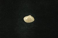 藏品(花蜆(花蛉))的圖片